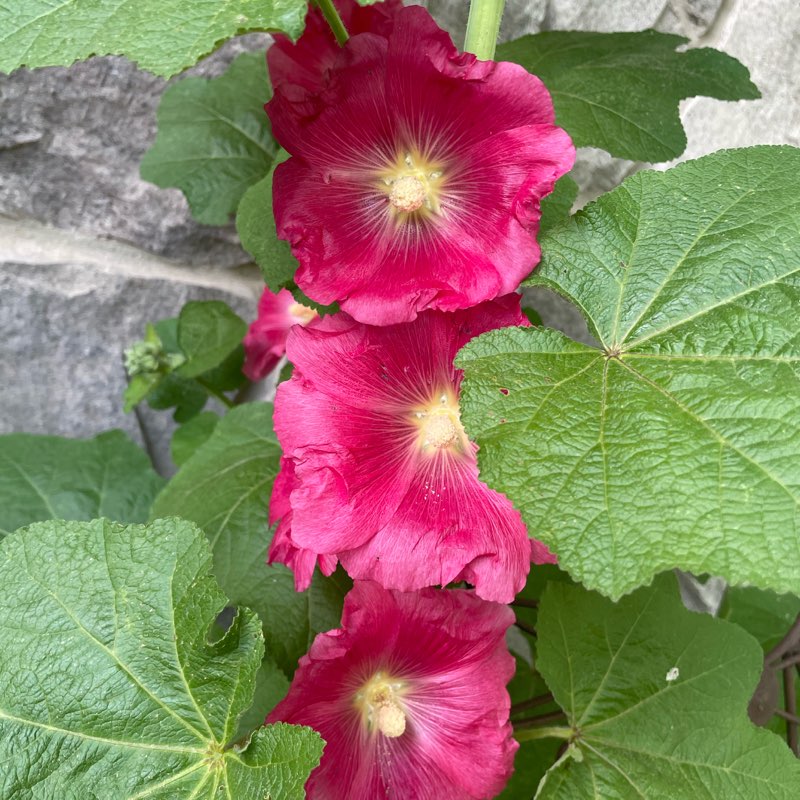 Hollyhock Seeds - Magenta