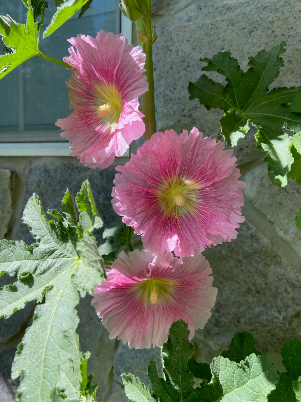 Hollyhock Seeds - Dark Pink