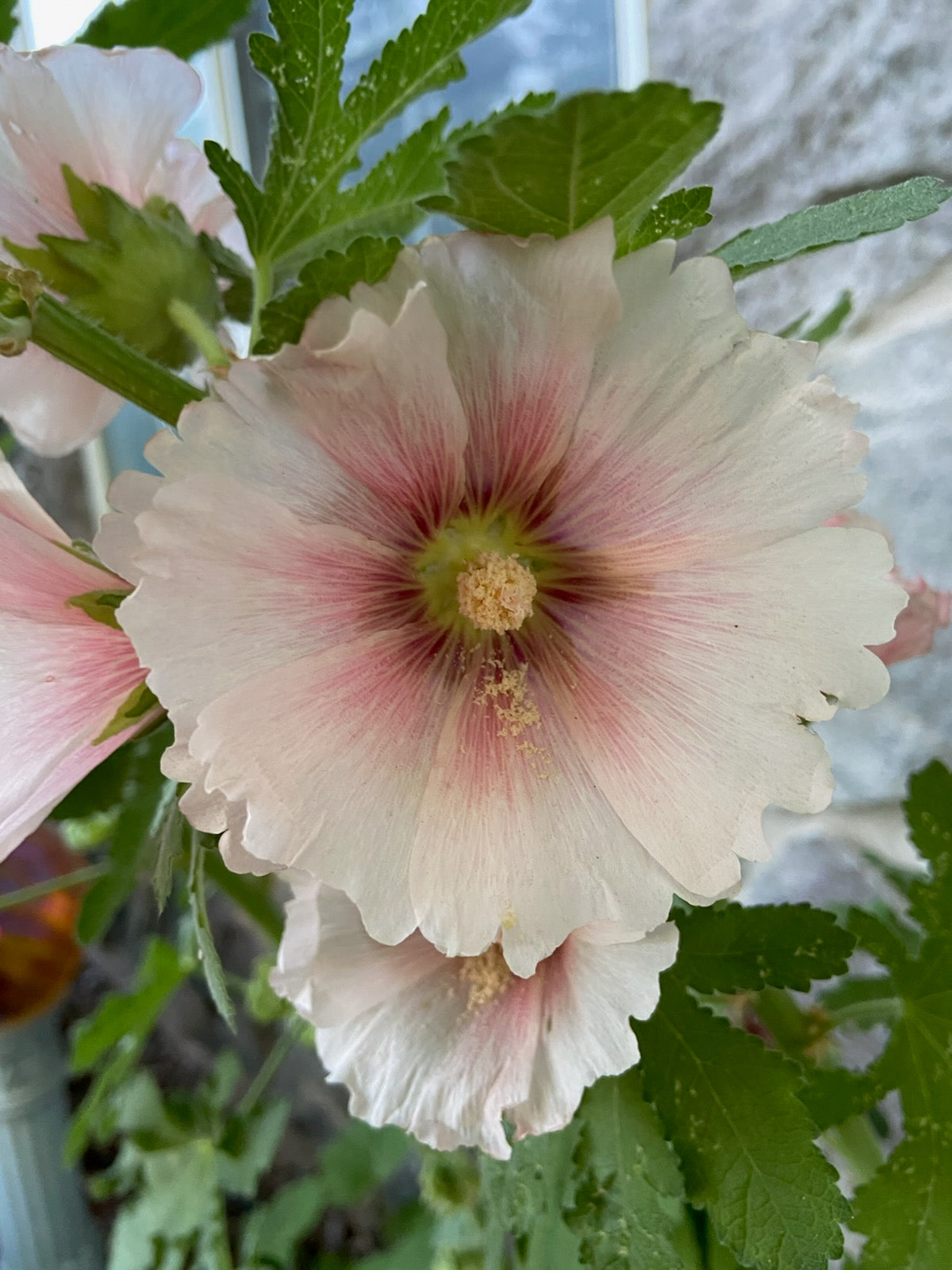 Hollyhock Seeds - Peach