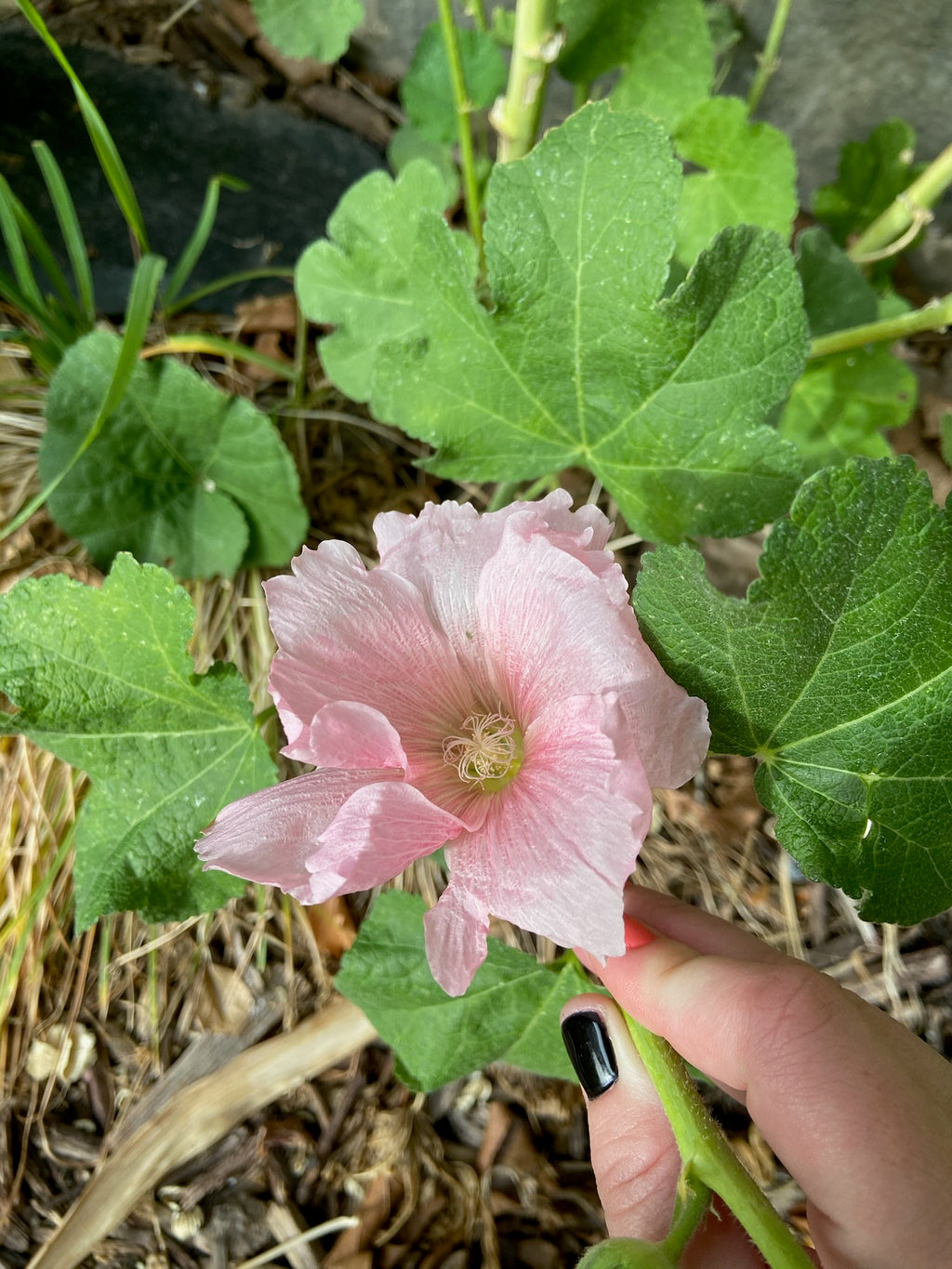 Hollyhock Seeds - Light Pink