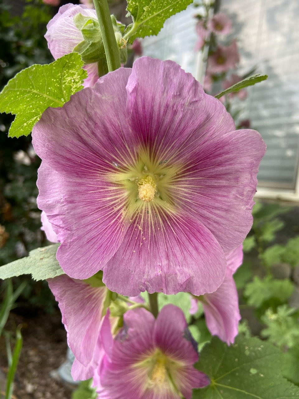 Hollyhock Seeds - Lavender