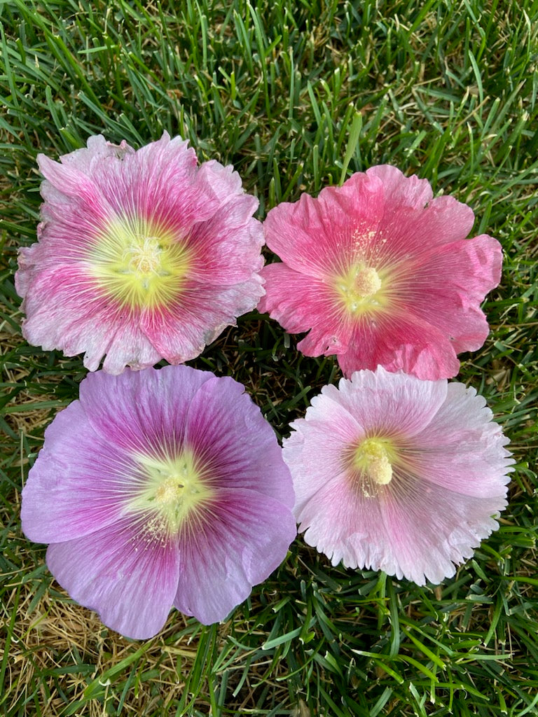 Hollyhock Seeds - Multicolored